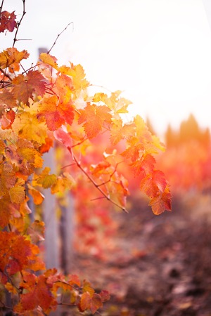 Autumn vineyardの写真素材