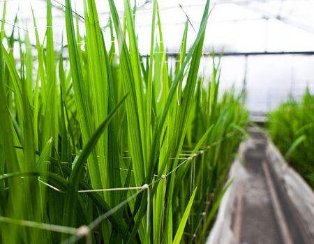 view of greenery planted in greenhouseの写真素材