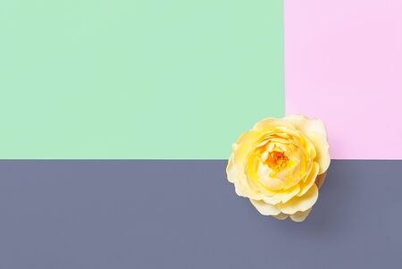 Creative flat lay of fashion bright nail polishes and decorative cosmetic on a colorful background....