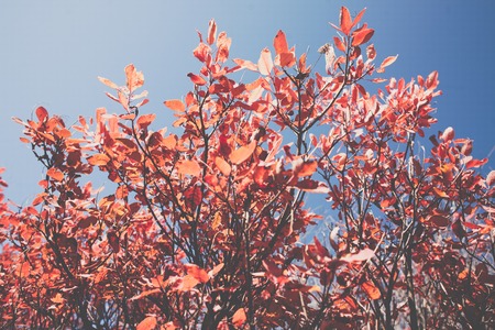 Autumn red tree, forest and blue skyの写真素材