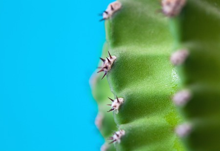 Macro photo of cactus and spines on blue background. close upの写真素材