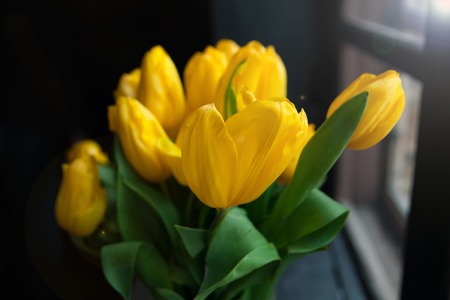 Beautiful yellow tulips on window backround with sunbeam, close upの写真素材