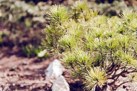 green coniferous bush in the park, sunny sprin day