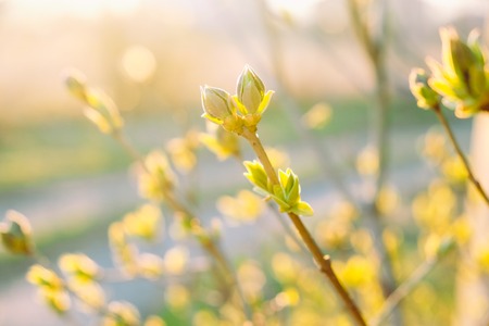 Green spring young leaves on sunrise.の写真素材