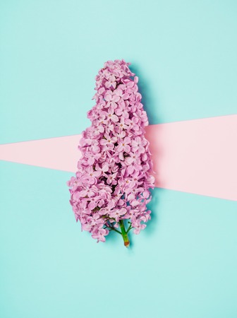 Lilac flower on trendy minimal pink and blue background. Top view, flat layの写真素材
