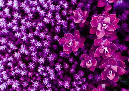 Purple succulent plants background. Close up, top view, flat lay