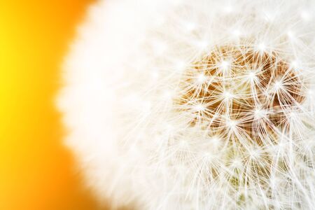 Macro photo of white dandelion, blowball. Close upの写真素材