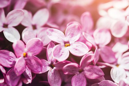 Macro lilac flowers background. Copyspace for text. Spring concept.の写真素材