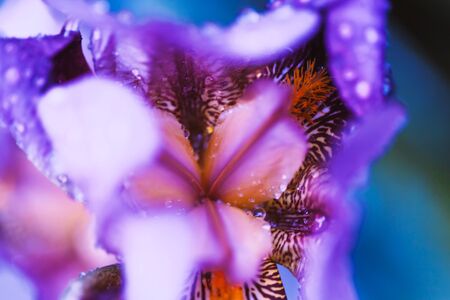 Iris flower macro photo. Violet beautiful blooming petal after rain.