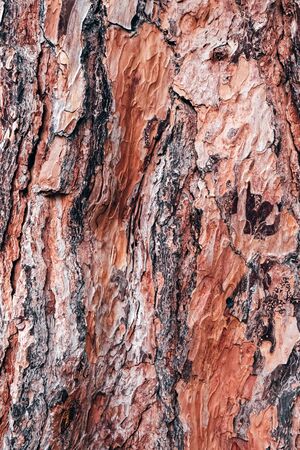 Coral bark texture. Close up, coral colorの写真素材