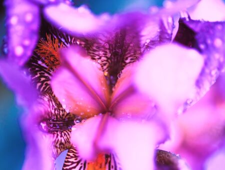 Iris flower macro photo. Violet beautiful blooming petal after rainの写真素材