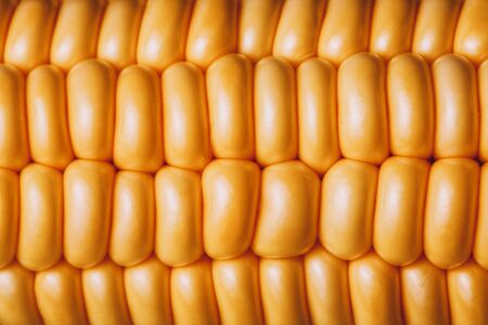 Macro photo of corn on the cob. Yellow seeds nature pattern. Close up