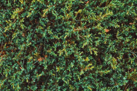 Juniper bush with berries high in mountains. Close up.の写真素材
