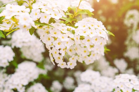 White blossom flowers in garden. Spring beauty nature.の写真素材