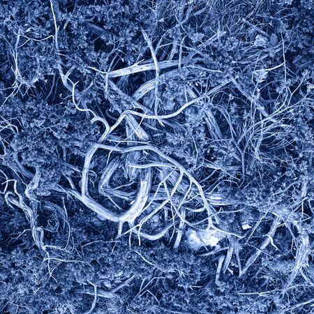 Natural atmospheric background of juniper roots high in mountains.の写真素材