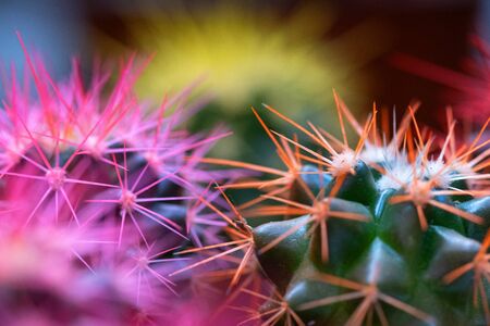 Colorful cactus macro photo. Close up.の写真素材