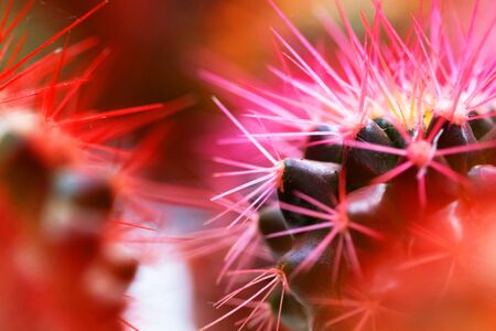 Macro photo of pink cactus. Bright and vibrant photo. Close upの写真素材