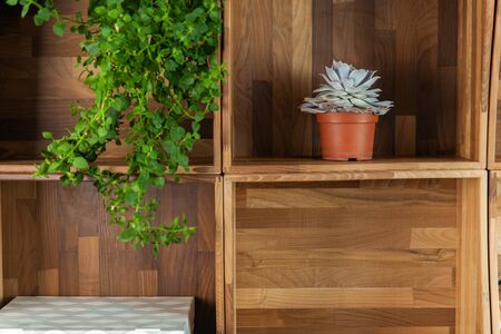 Wooden bookcase and cactus on shelf. Empty furnitureの写真素材