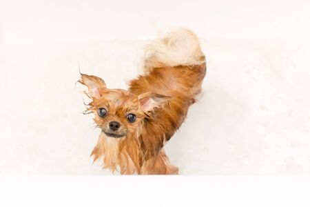 small dog pomeranian puppy taking a bathの写真素材