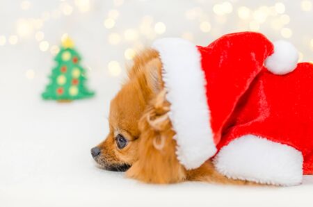 small pomeranian in santa costume on christmas bokeh backgroundの写真素材