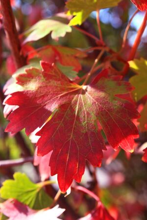 currant leaves