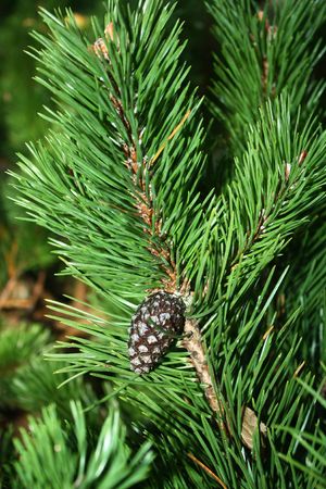 fir tree with cone