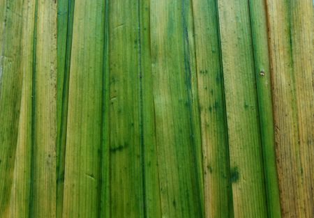 Multicolor background from grassの写真素材