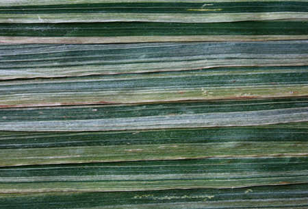 Multicolor background from grass