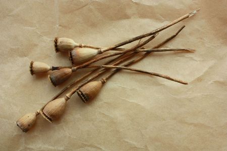 ripe poppy backgroundの写真素材