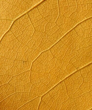 yellow leaf texture