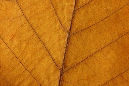 leaf structureの写真素材