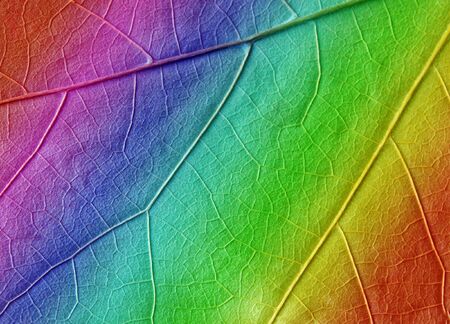 multicolored leaf texture as backgroundの写真素材