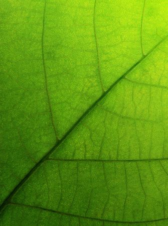 green leaf as backgroundの写真素材
