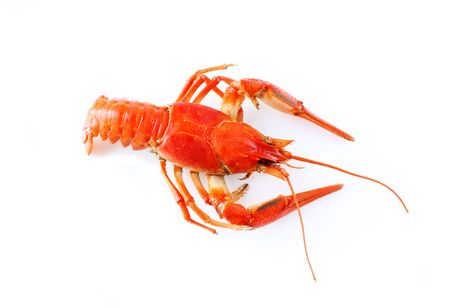 crayfish isolatedの写真素材