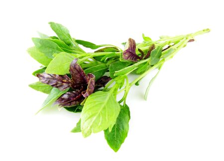 green and purple basilの写真素材