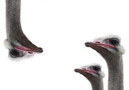 ostrich heads isolatedの写真素材