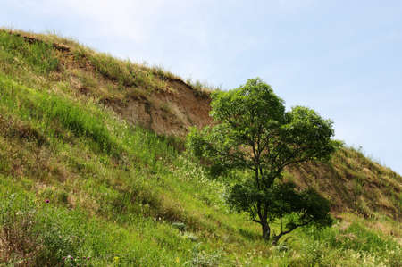 Tree on steepの写真素材