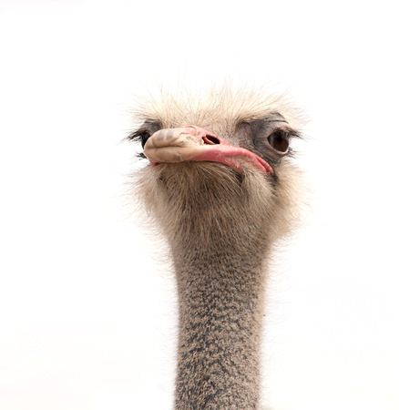 ostrich isolated on whiteの写真素材