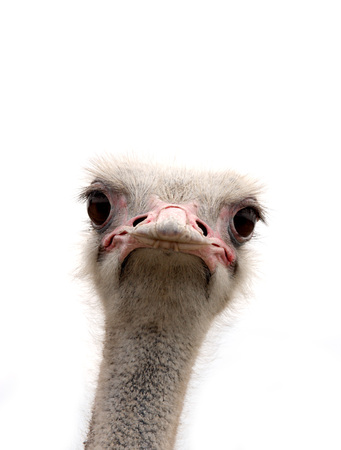 ostrich isolated on whiteの写真素材