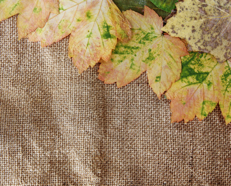 autumn backgroundの写真素材