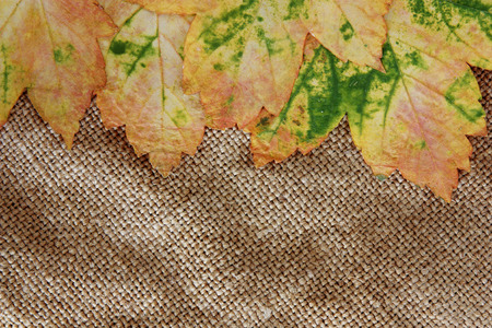 autumn backgroundの写真素材