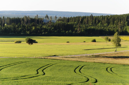 Tractor Tracks Across Green Fieldsの写真素材