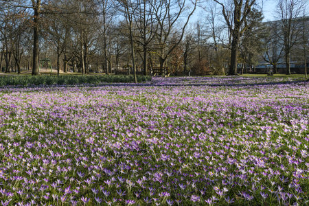 A field of purple crocuses in a spring park.の写真素材
