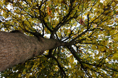Autumn canopy of maple tree view from below.の写真素材