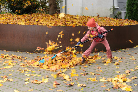 A girl child rakes fallen leaves from a maple tree.の写真素材