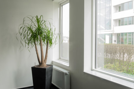 Ponytail green Palm in black pot next to the window. Heater radiator. white wallの写真素材