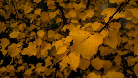 Automneの写真素材