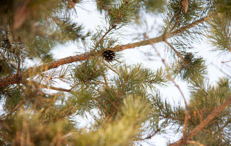 pine cone on a tree branchの写真素材