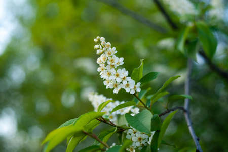 branch of blooming bird cherry in spring greenery close upの写真素材