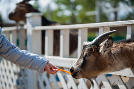 a man feeds a goat with carrots on a sunny dayの写真素材
